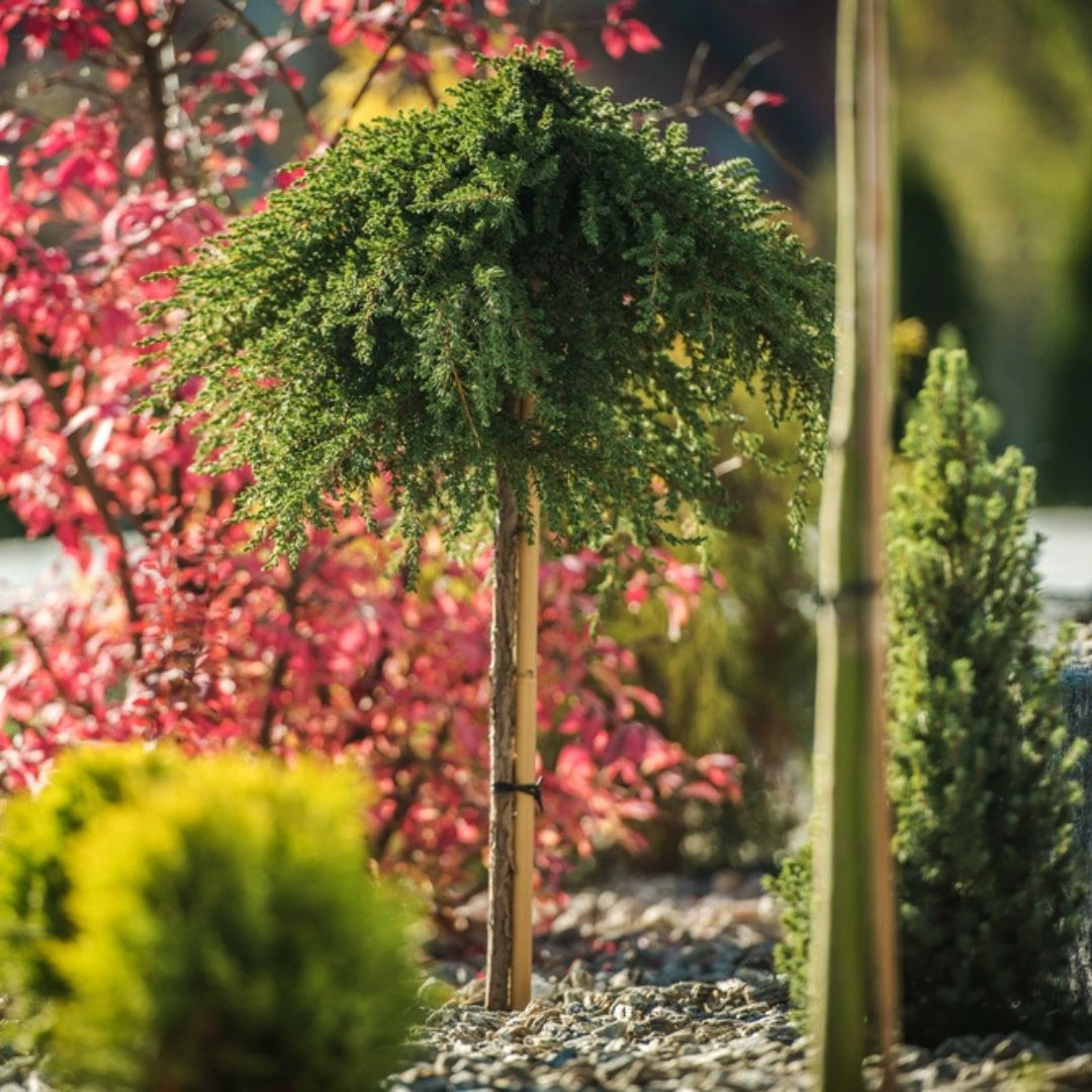 1 ornamental trees, thomas greenhouse