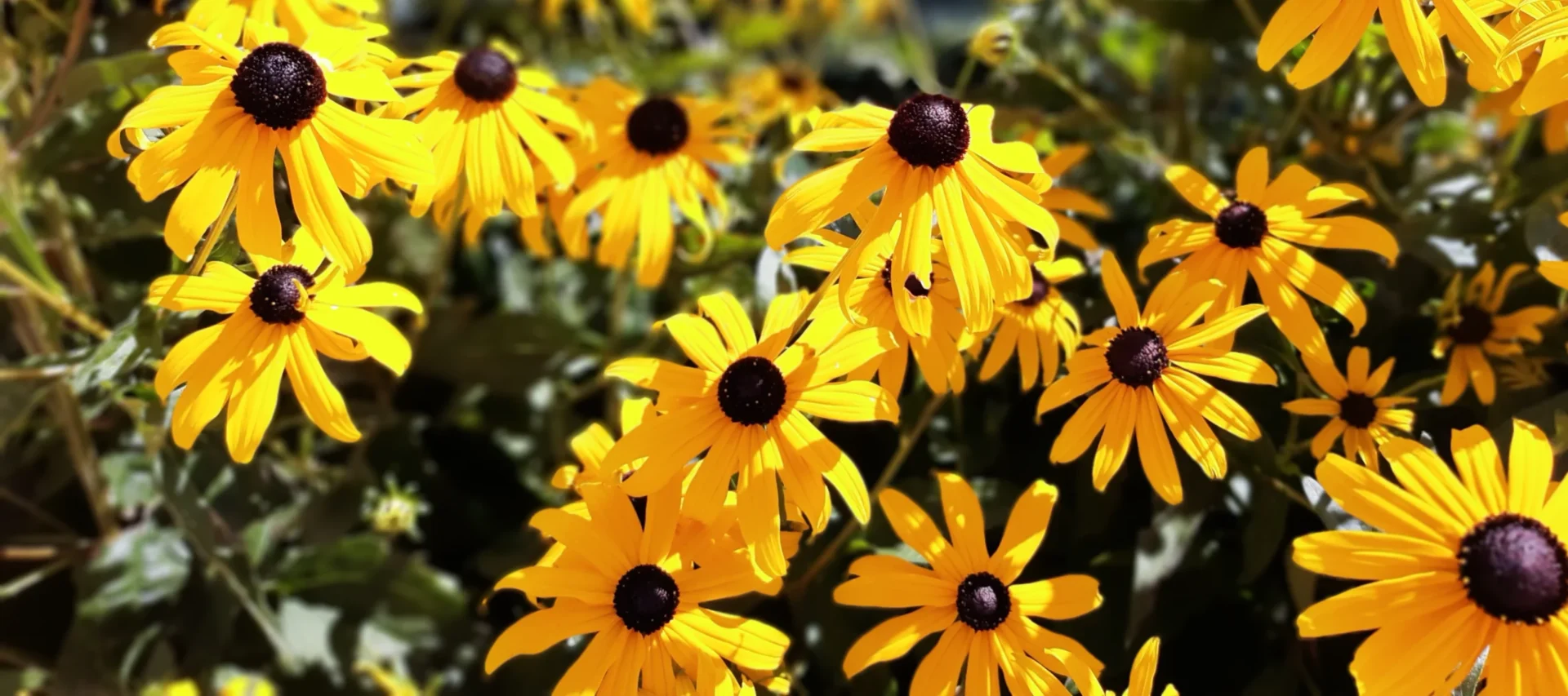 Perennial Care Essentials: Ensuring Year-After-Year Beauty in Wisconsin Gardens